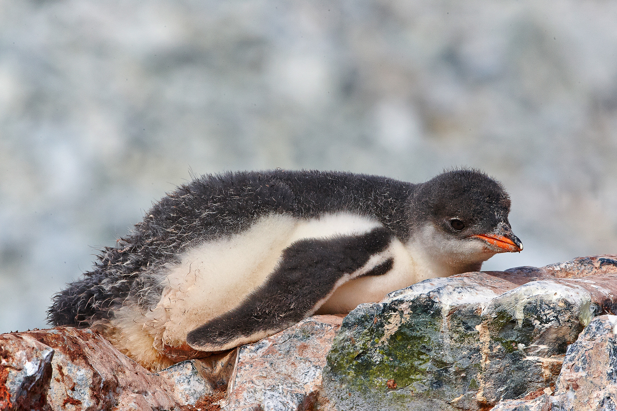 Gentoo penguin / Eselspinguin